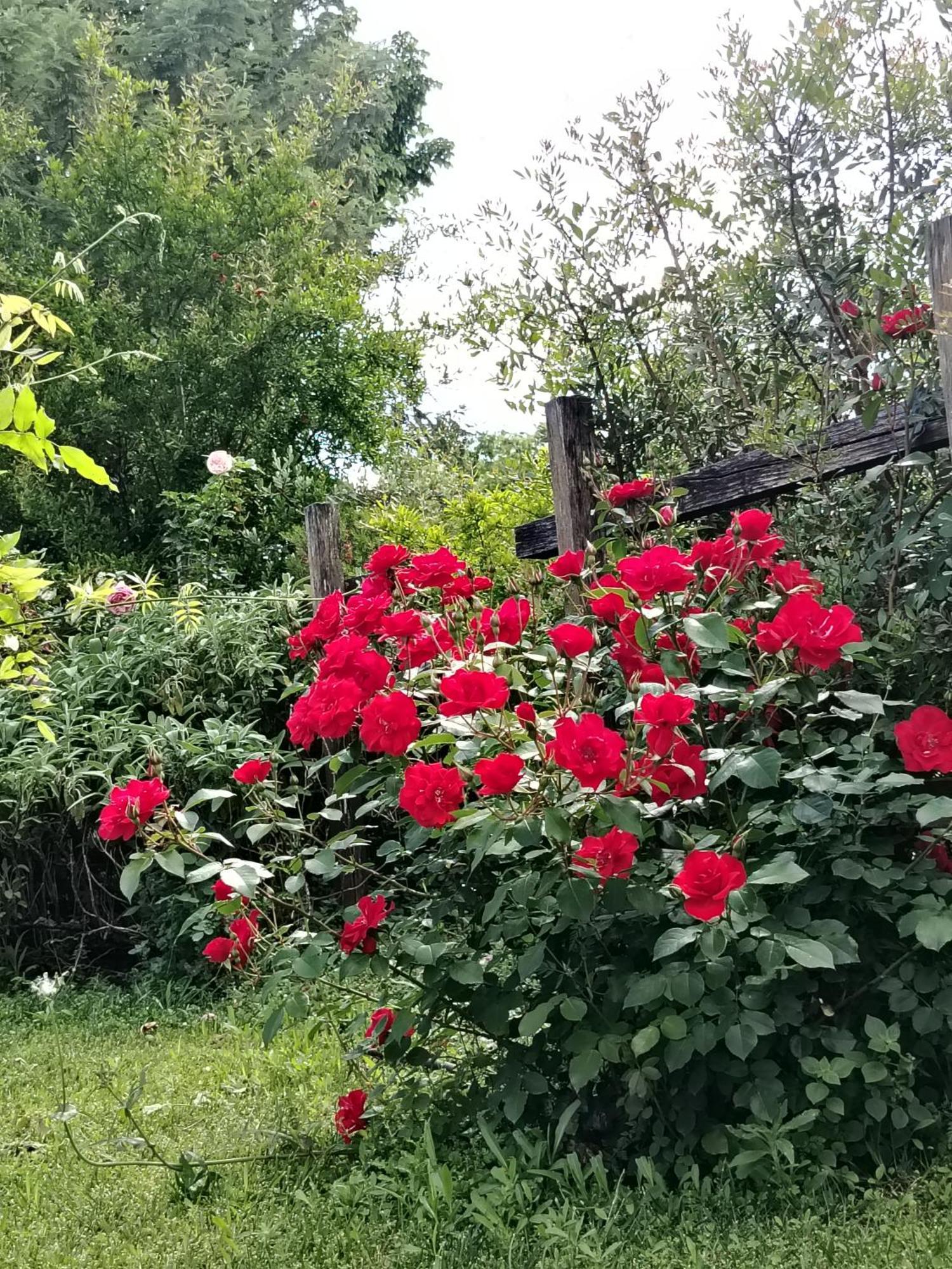 Guest House Romana Vecchia Monticchio (Lazio) Exterior foto
